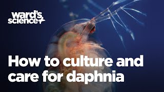 Caring and Culturing for Daphnia [upl. by Nhoj425]