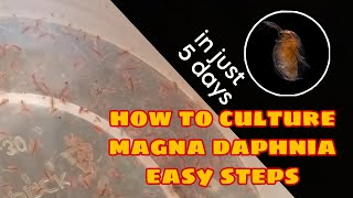 How to Culture Magna Daphnia Easily [upl. by Anayaran575]