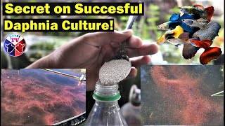 How to Culture Daphnia Successfully [upl. by Acirtal293]