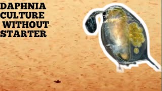 HOW TO CULTURE DAPHNIA NATURALLY WITHOUT A STARTER [upl. by Anayeek627]