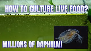 How to Culture Daphnia Secret Method to Breed MILLIONS  Simply Aquatic [upl. by Derdle570]