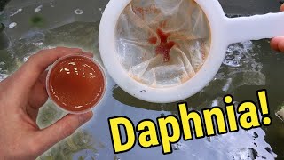 How I Culture Daphnia In Outdoor Tubs [upl. by Deutsch472]