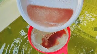 How to culture daphnia  Daphnia culture  How to grow daphnia outdoor [upl. by Petty]