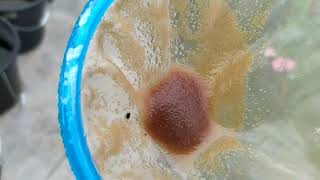 How to culture daphnia moina in a small container Part 1 English Subtitle [upl. by Gabriello963]