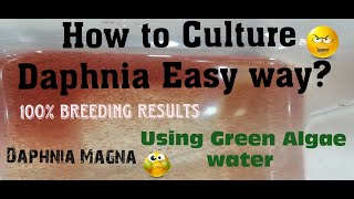 Daphnia MagnaHow to Culture Daphnia Easy wayCulturing Daphnia using Green water Daphnia [upl. by Terrej732]