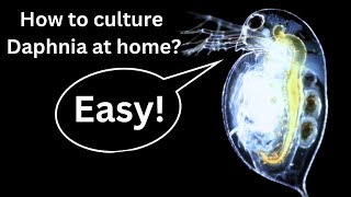 BEST Live Fish Food Beginner guide How to Culture Daphnia at home [upl. by Jari447]