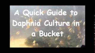 How to culture daphnia outside [upl. by Assilla]