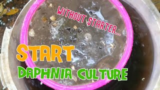 How to culture daphnia moina the easy way 1  Starting the Daphnia culture [upl. by Ruthie271]