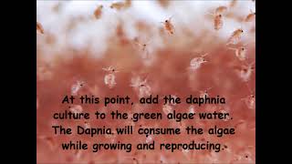 Daphnia  How to grow daphnia in your home [upl. by Mohkos]