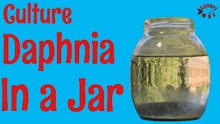 How to Culture Daphnia in a Jar [upl. by Iaras]