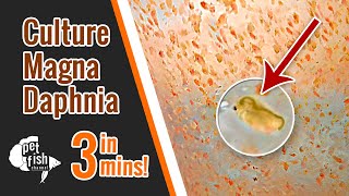 How to culture DAPHNIA MAGNA  The easy way [upl. by Nolyat]