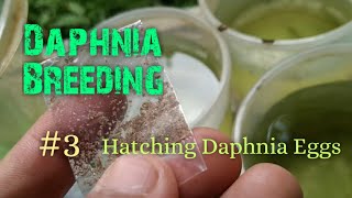 Daphnia Culture made simple and easy 3  Hatching Daphnia eggs [upl. by Eekcaj]