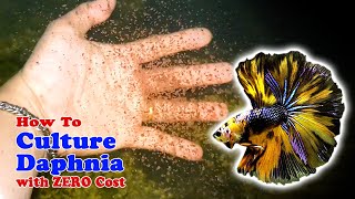 How to Culture Daphnia with ZERO Cost  Unlimited Live Food For Our Fish [upl. by Atelokin]