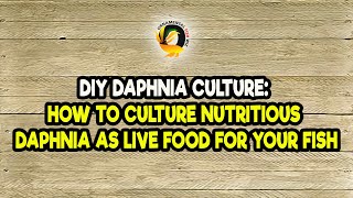 DIY Daphnia Culture How to Culture Nutritious Daphnia as Live Food for Your Fish [upl. by Naerda]