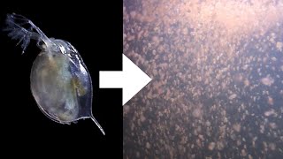 How I Culture Daphnia [upl. by Kaltman472]