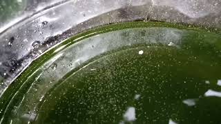 DAPHNIA MOINA CULTURE IN A SMALL BUCKET [upl. by Tisdale]