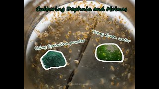 How To Culture Daphnia and Moinas using Green Water Spirulina powder [upl. by Asenad]