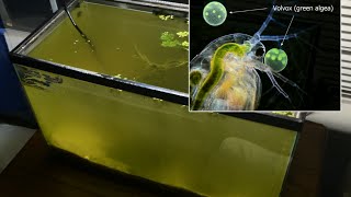 Raising Daphnia for the Freshwater Aquarium [upl. by Annaeirb]