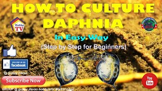 HOW TO CULTURE DAPHNIA In Easy Way [upl. by Townshend835]